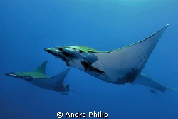 formation flight of mobula rays - Azores by Andre Philip 